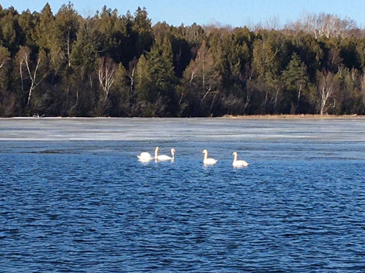 goeyes042921Swans on Cedar Lake. Photo by Sharon Rutkowski.jpg