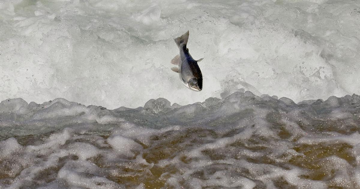 On the run: Salmon spawn off to slow start