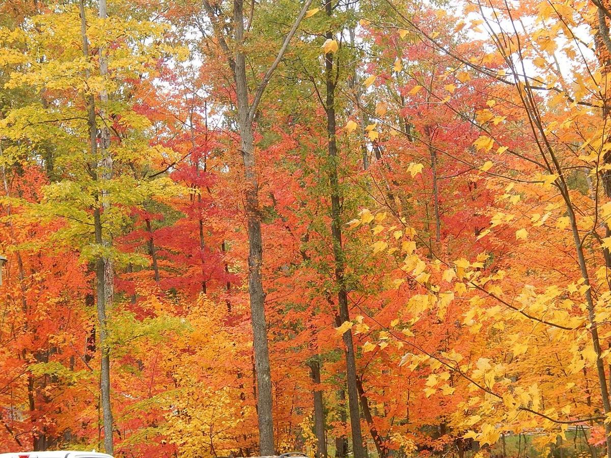 goeyes111920Fall pictures taken in our yard in Paradise Twp. Photo by Audrey Hollyfeld..jpg