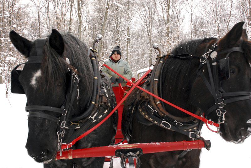 Love Of Draft Horses Drives Family Business Local News Record