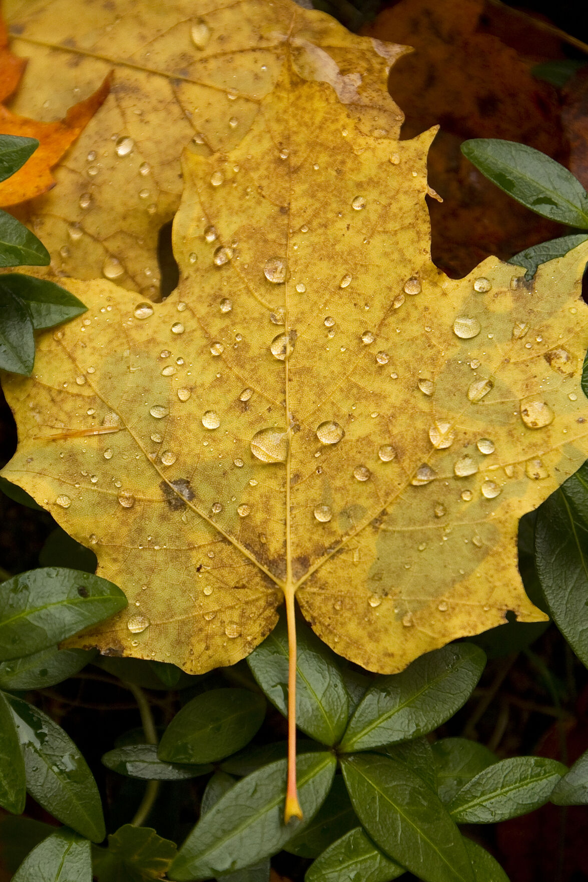 FALL COLOR
