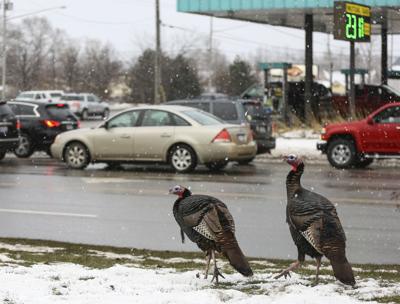 Traverse City Turkeys Outrun Wildlife Officials Escape Relocation