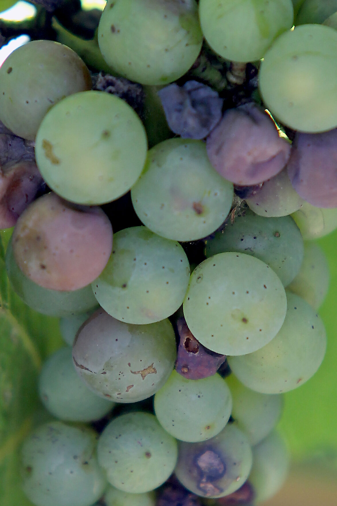 Grape crop 'exceptional' the BIZ