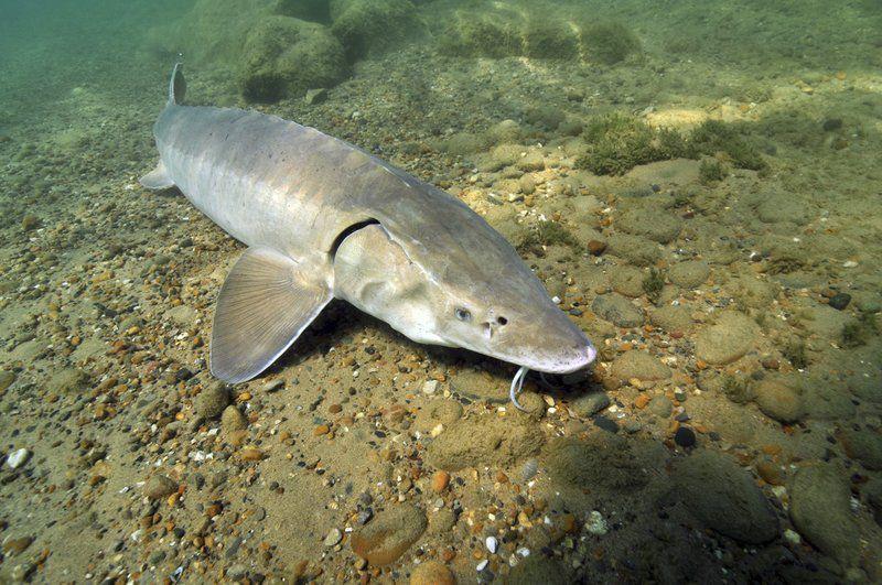 Lake sturgeon vulnerable to poaching Local News