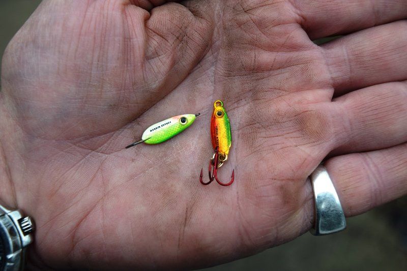 forage minnow