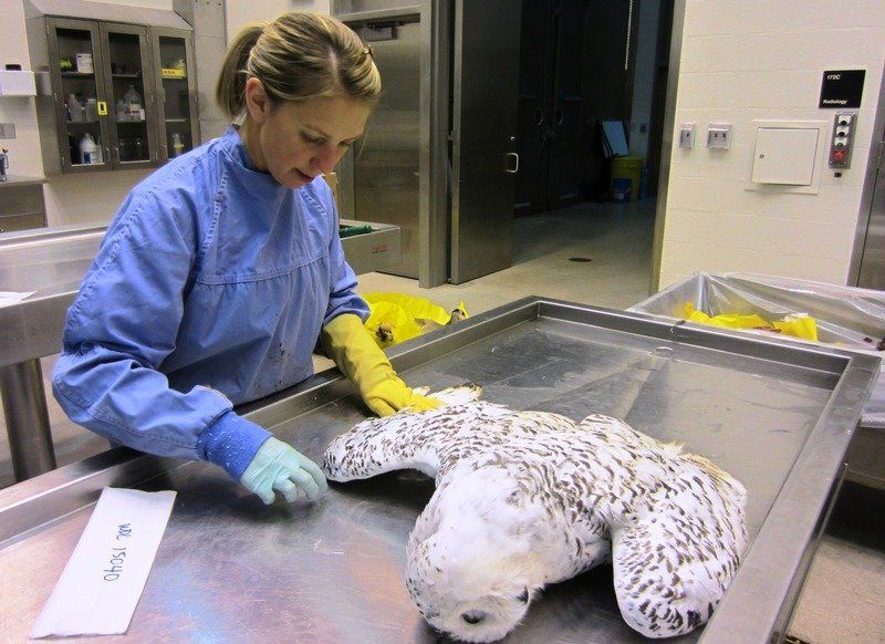 Snowy owl sightings continue GO
