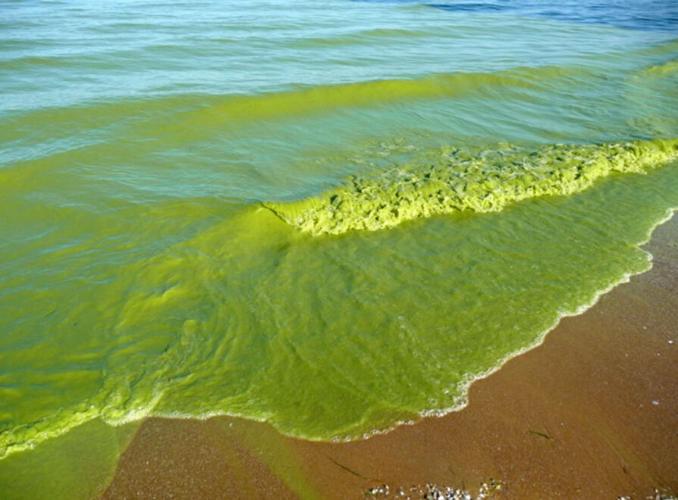 An algae bloom washes ashore on Lake Erie in 2009. (Photo courtesy of NASA.).jpg