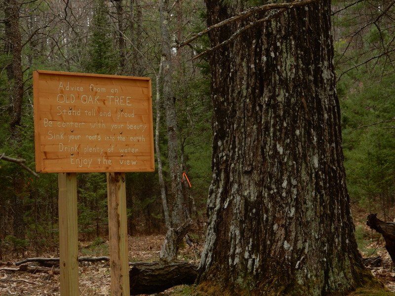 Mike Terrell A Hike Through The Valley Of Giants Go Record Eagle Com