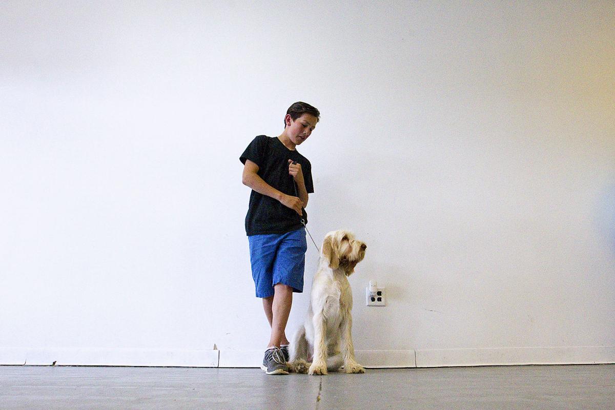 Dog Training Traverse City Dog Training Traverse City