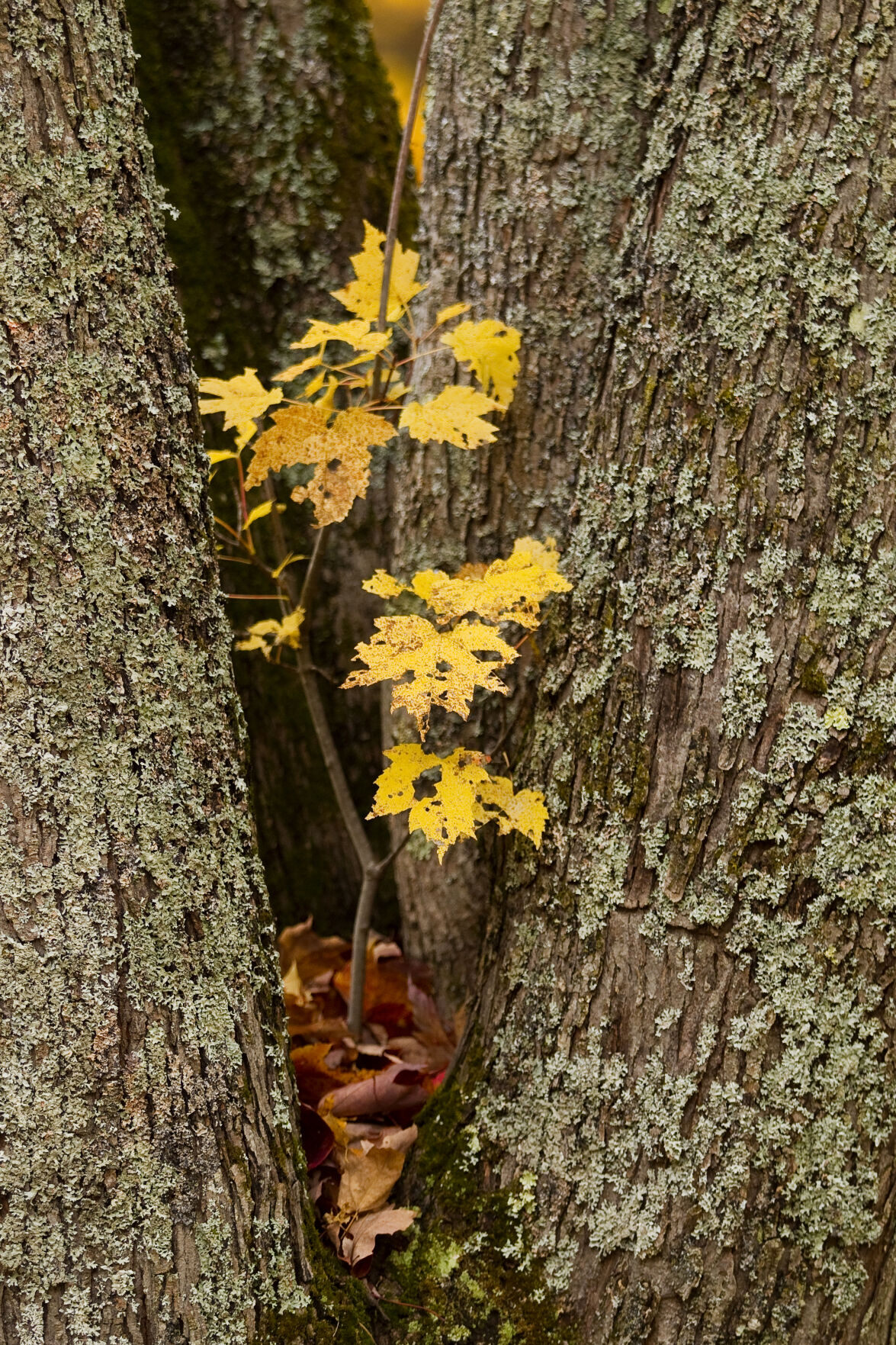 FALL COLOR