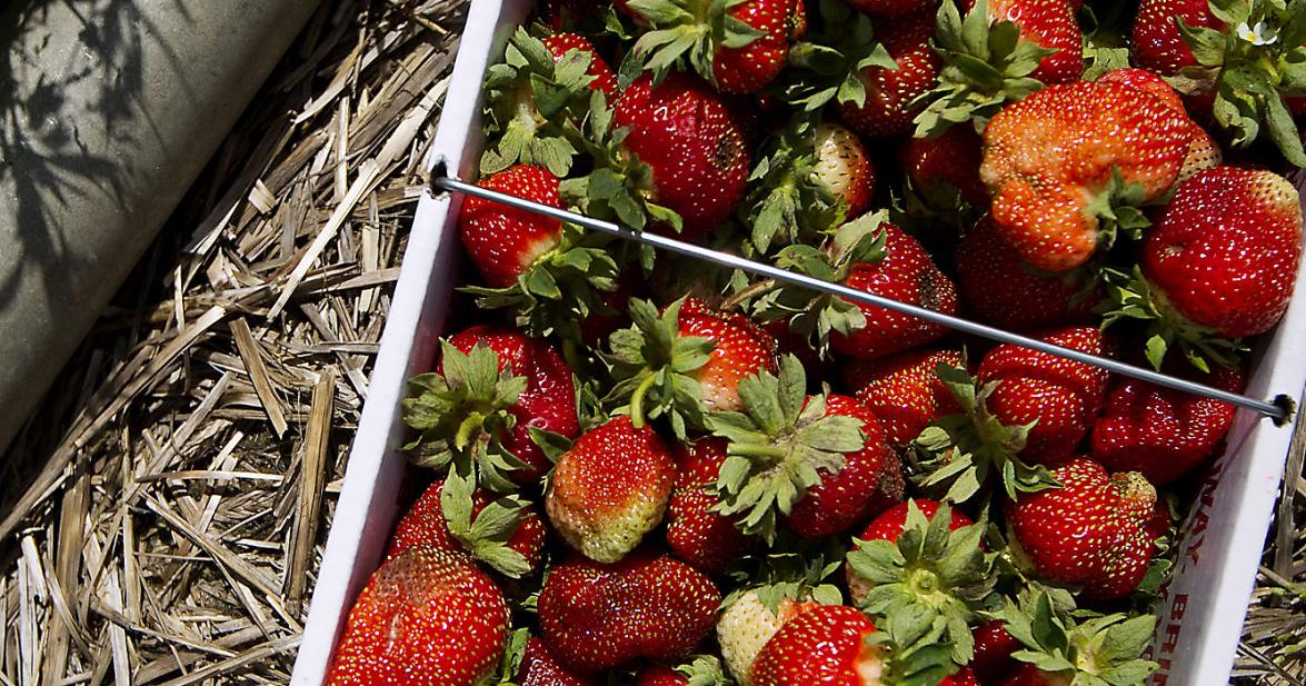 Strawberry Picking Record Eagle Com Strawberry Picking Record Eagle Com