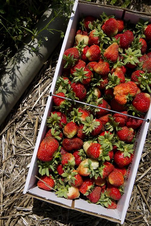Strawberry Picking Record Eagle Com Strawberry Picking Record Eagle Com