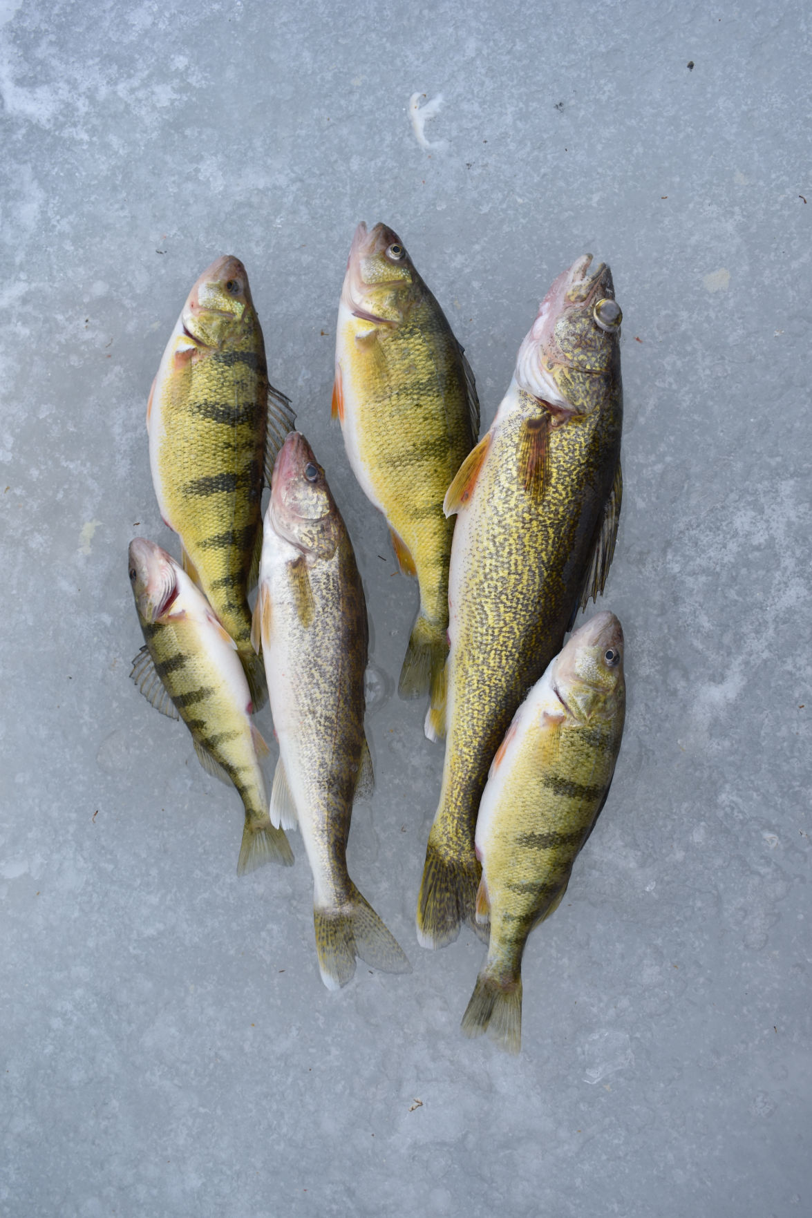 Bob Gwizdz Finding the 'x' on Mullett Lake GO