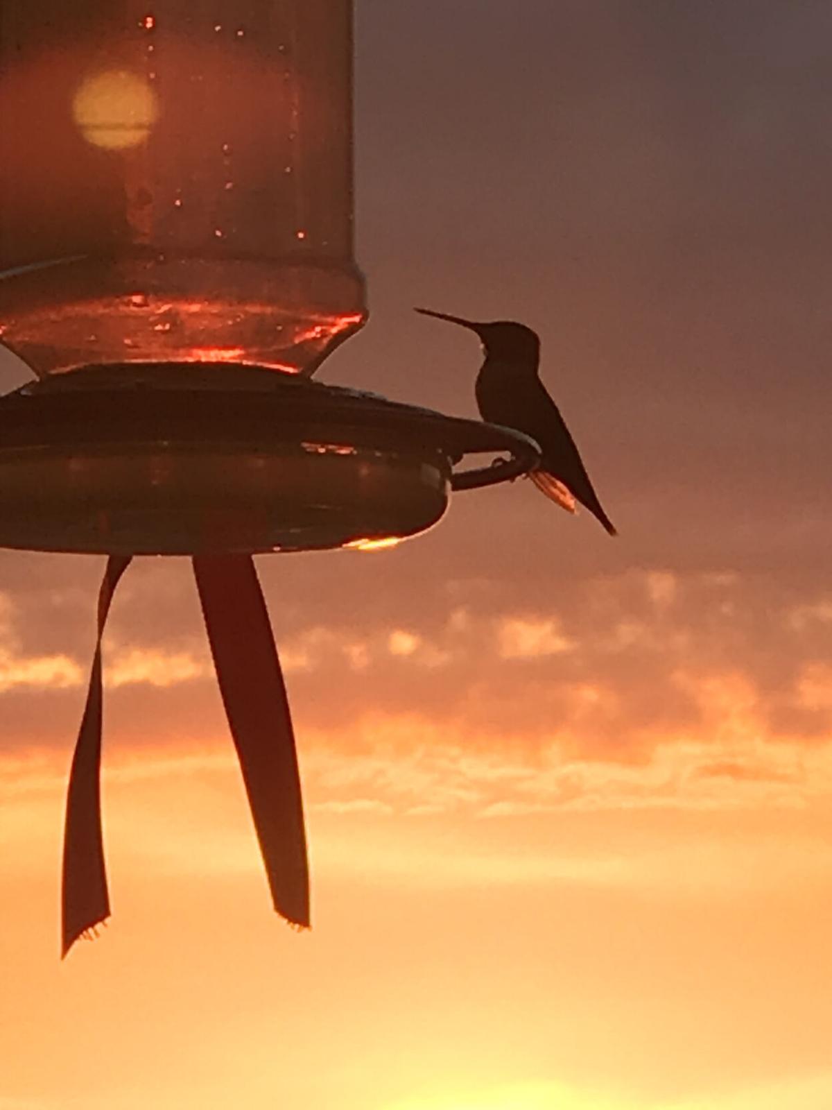 goeyes101520Taken from my deck near 4 Mile in Traverse City. Photo by Althea Olds..jpg