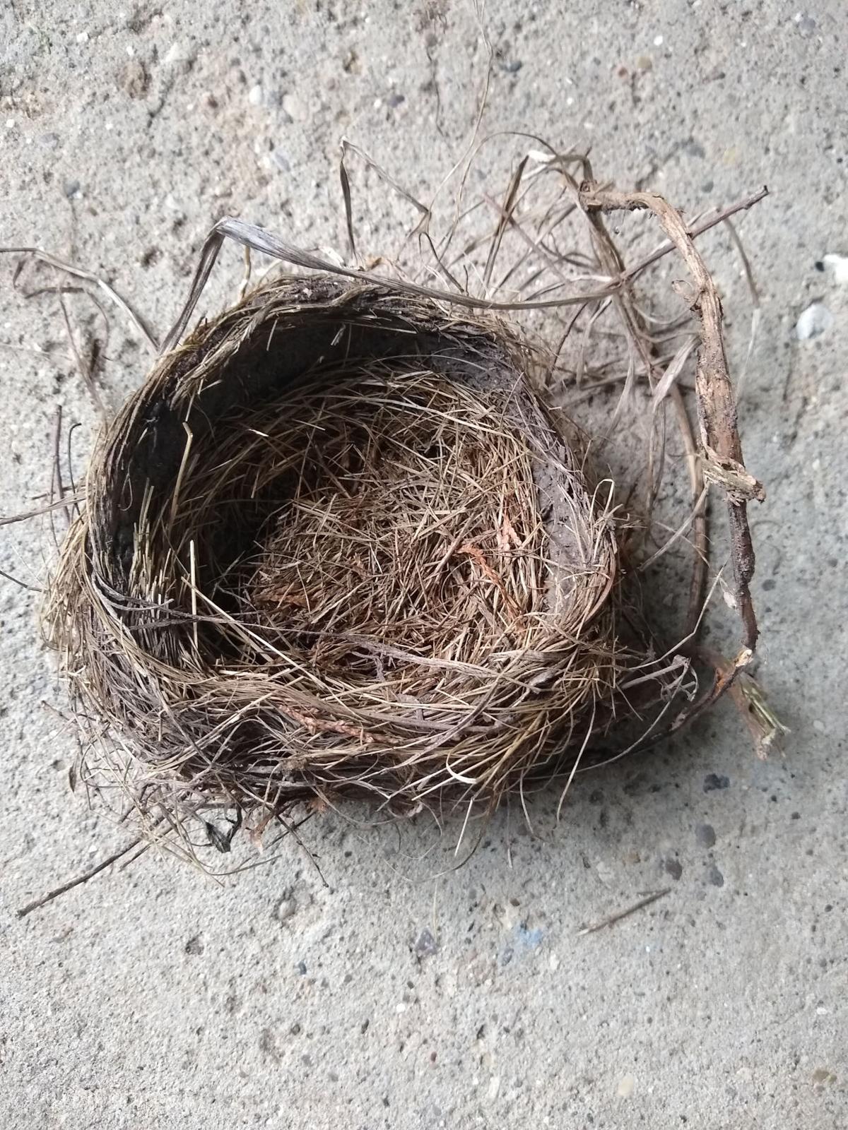 goeyes101421Another type of empty nesters. Photo by Tina Reed.jpg