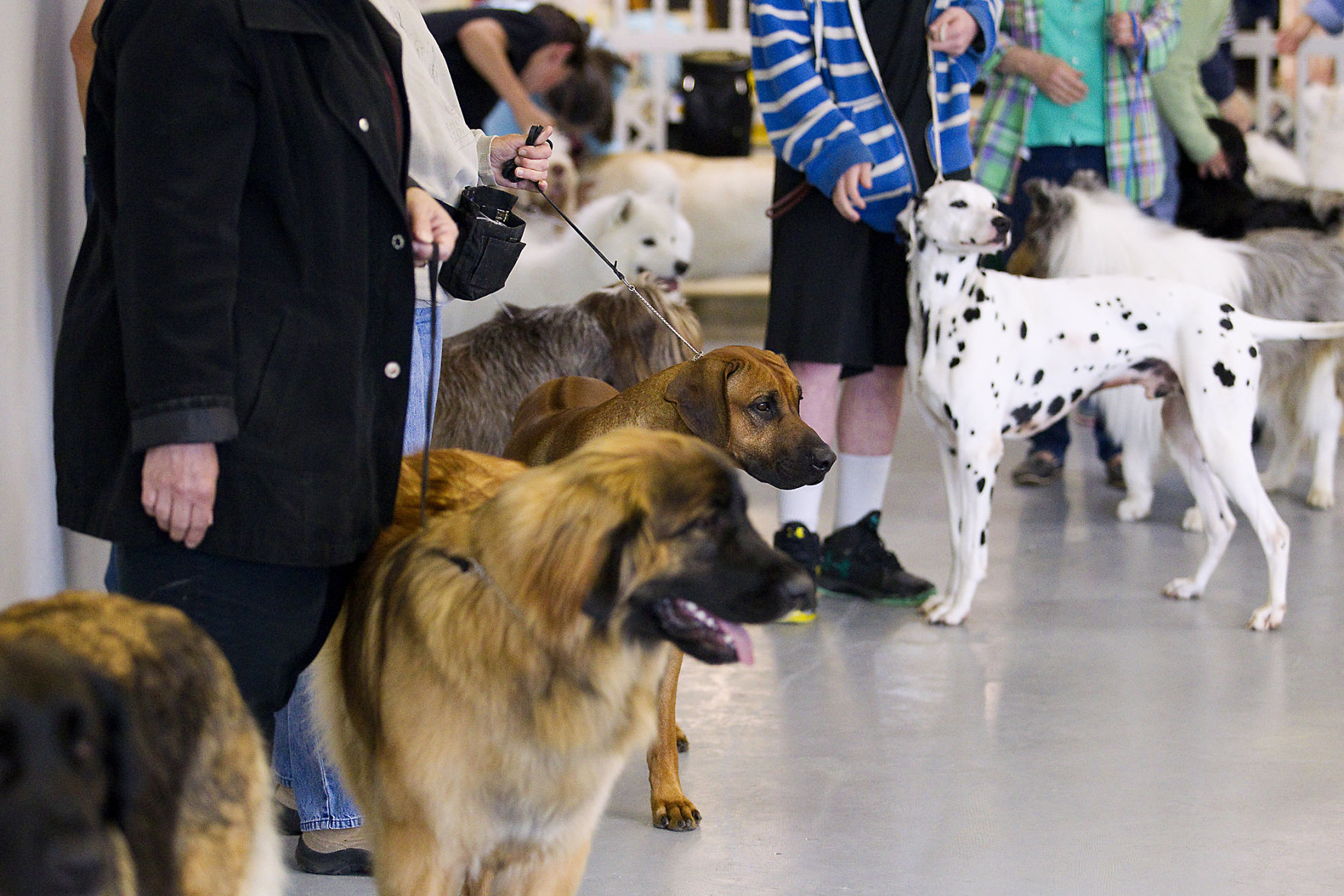 rare breed dog shows