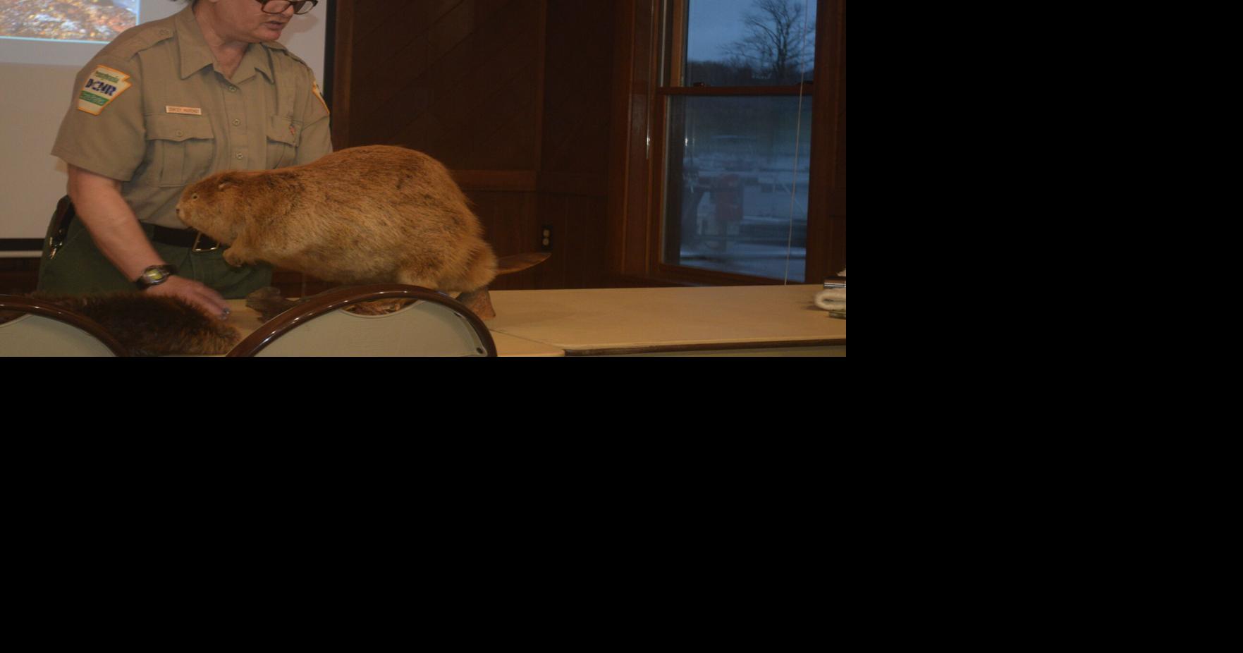 Learning about America's biggest rodent at Pymatuning Beaver Day | News ...