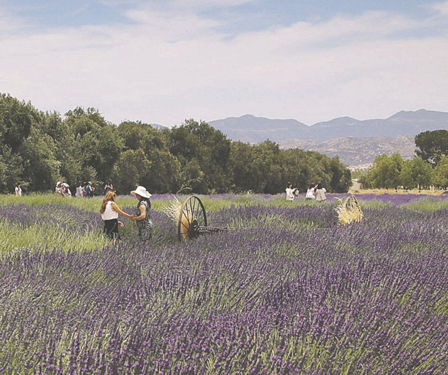 Lavender Festival is cancelled but visitors can still enjoy the