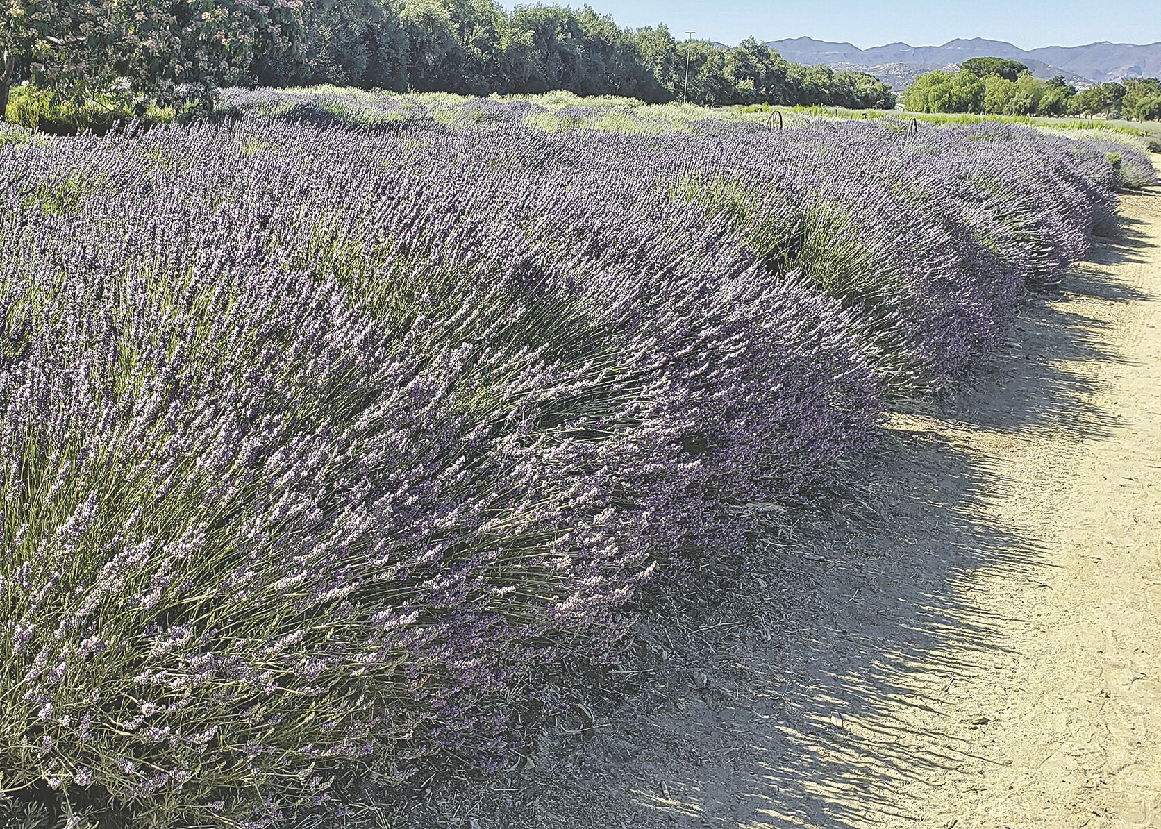 Lavender Festival is in full bloom in Cherry Valley News