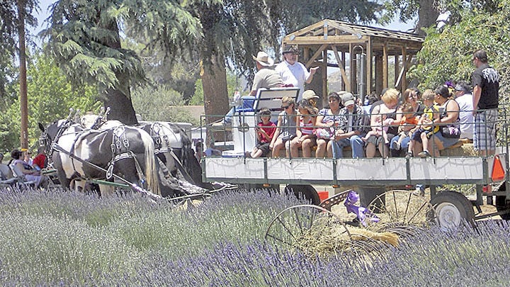 Lavender Festival Entertainment recordgazette