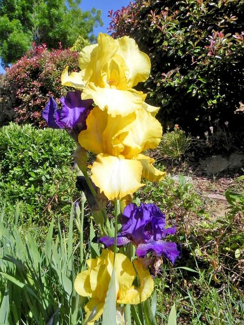 A sign of spring at Sun Lakes