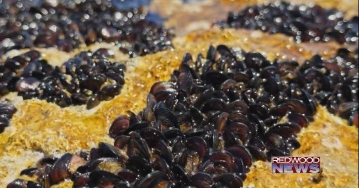 Government Agencies Overseeing Ruth Lake Take Action Against Invasive Mussels