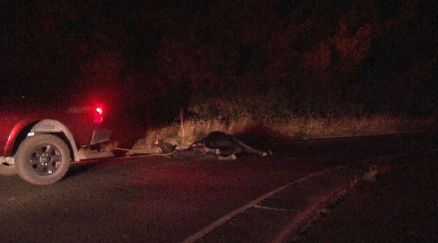 Loose cows cause crash on Highway 101 south of Loleta Drive | Article ...