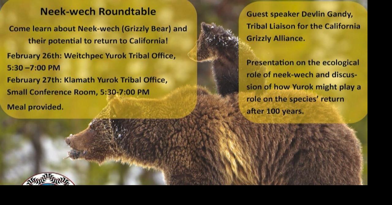 New California bill seeks to reintroduce grizzly bears to the golden state