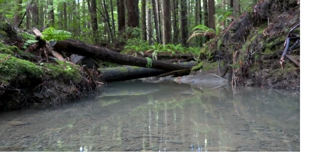 Coho Comeback! ERWIG Receives Funding as Fish Creek Project Shows ...