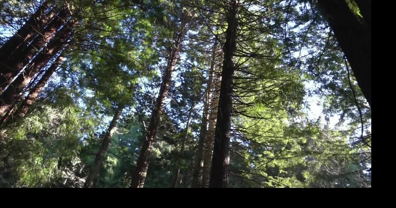 Arcata's New Carbon Offset Project Explained | Local-news | redwoodnews.tv