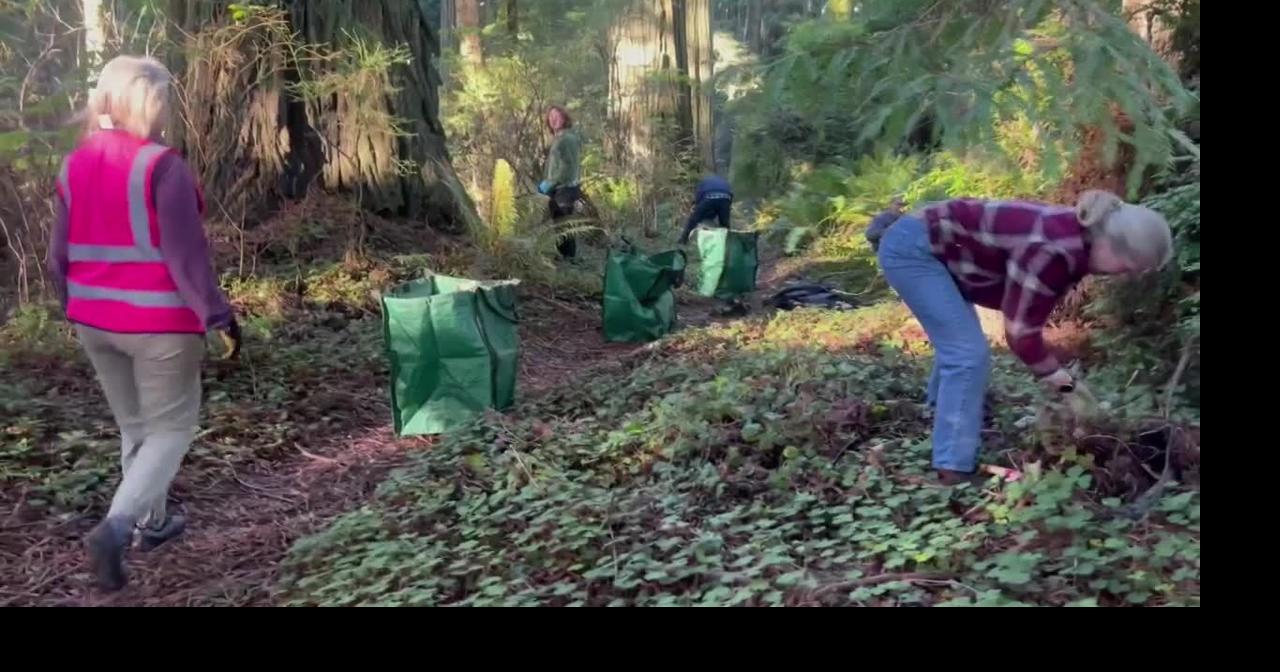 Sequoia Park Ivy League has been clearing invasive English ivy from Sequoia park with promising results