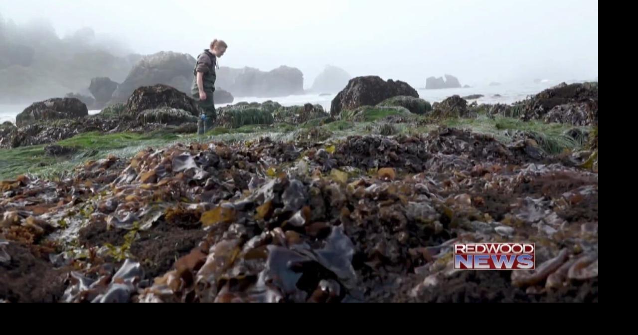 Trinidad Tidepool Survey Uncovers Rare Sea Star Central to Restoration Efforts