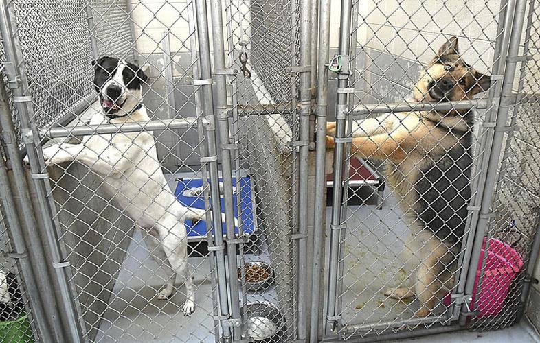 Raleigh County looking to build a larger animal shelter | State & Region |  