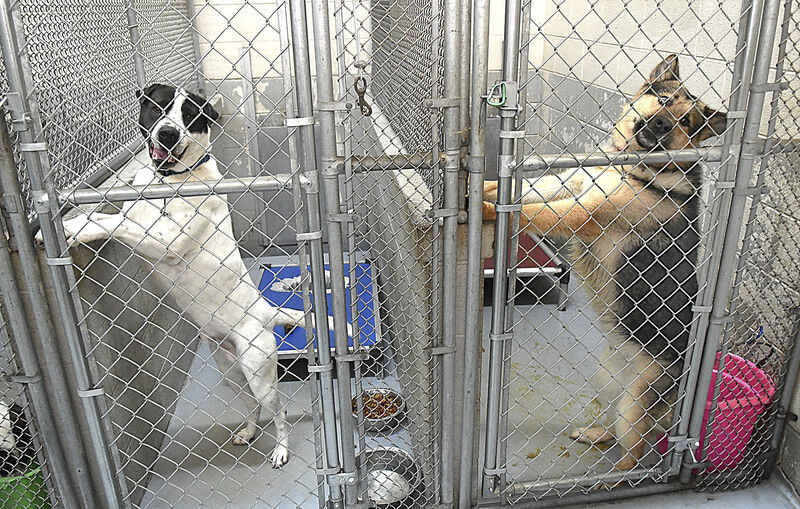 Animal shelter at odds with city/county plans | News 