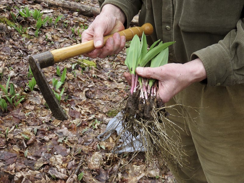 Richwood farmer spreads cultivation of ramps to the world News