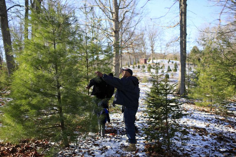 Farm Offers Choose And Cut Christmas Trees Money Register Herald Com
