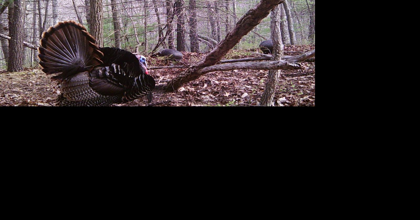 Larry Case: Turkeys Tom Kelly and the fall woods Sports register