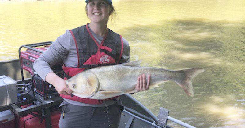 Researchers explore invasive carp control methods | State & Region ...