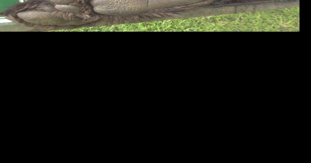 Larry Case: The Outdoor Writer comments on Sasquatch, turkey buzzards and training new hunters