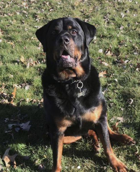 pets at home middlebrook vets