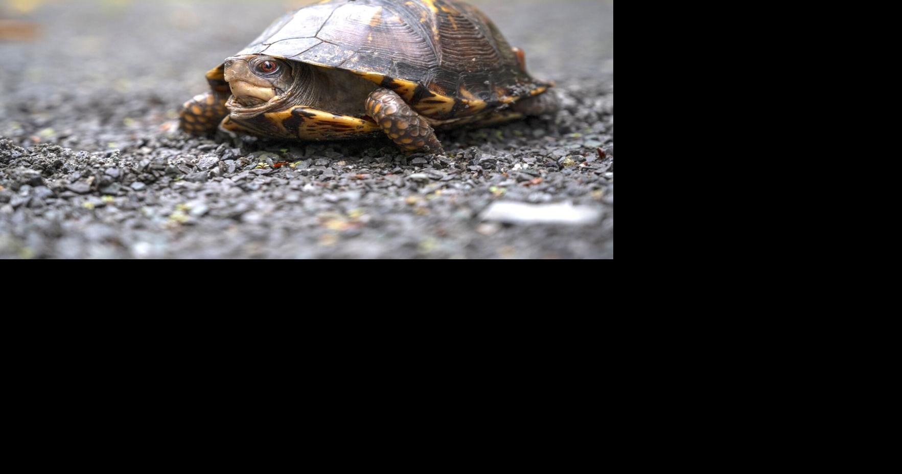 WVDNR seeks input on wildlife action plan