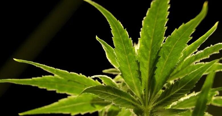 $34 million in unspent money discovered from state's medical marijuana program