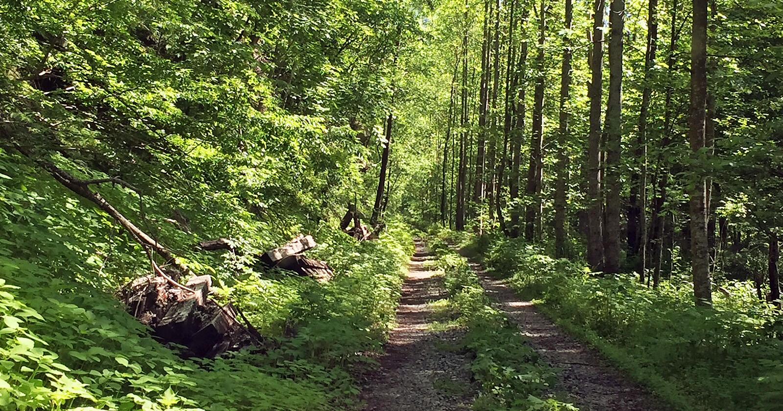 Ribbon cutting set for first phase of new Raleigh County rail trail - Vimarsana News