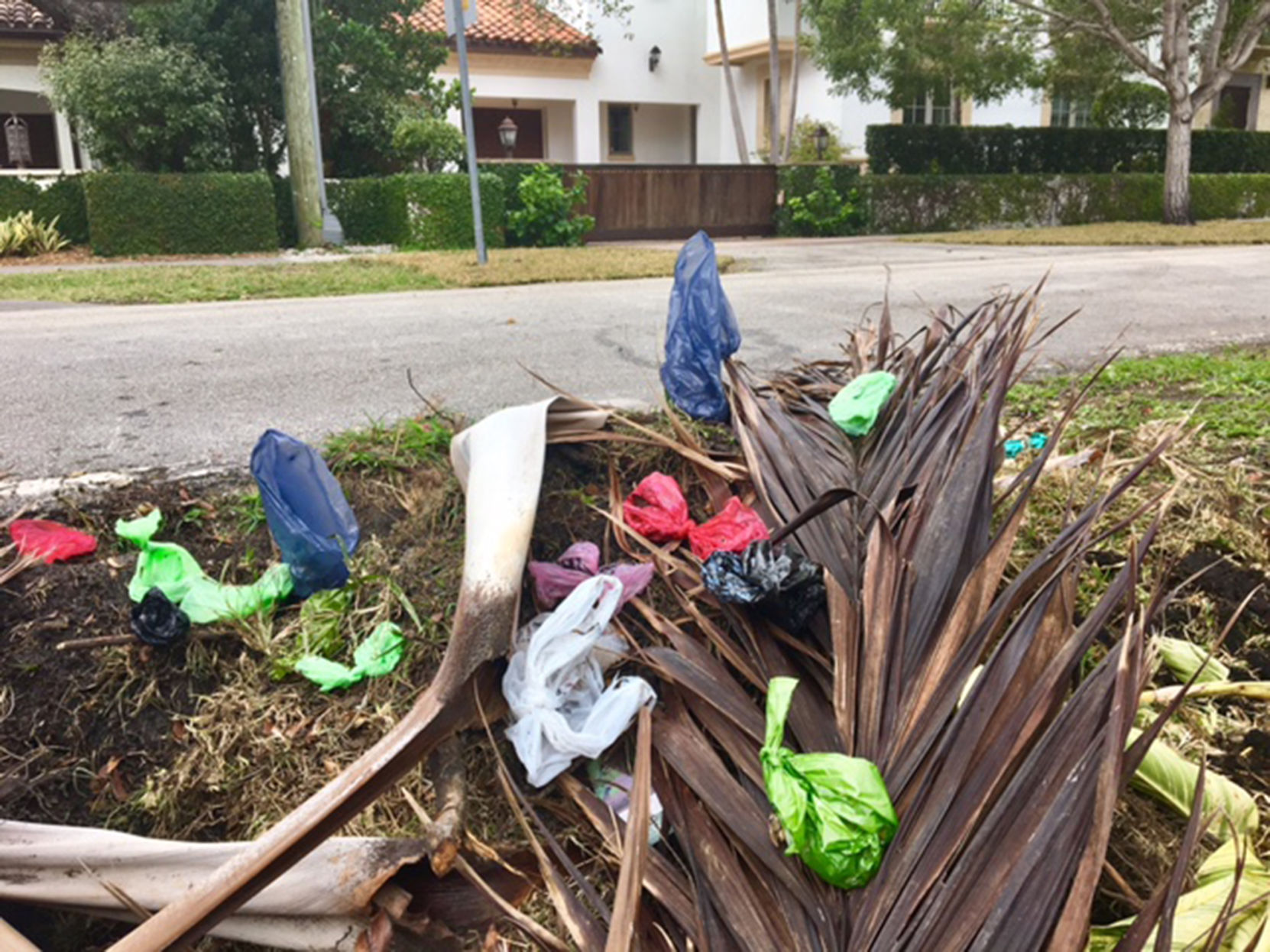 dog poop yard solutions