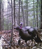 .410 shotguns for turkeys: Yes, it's a "thing"