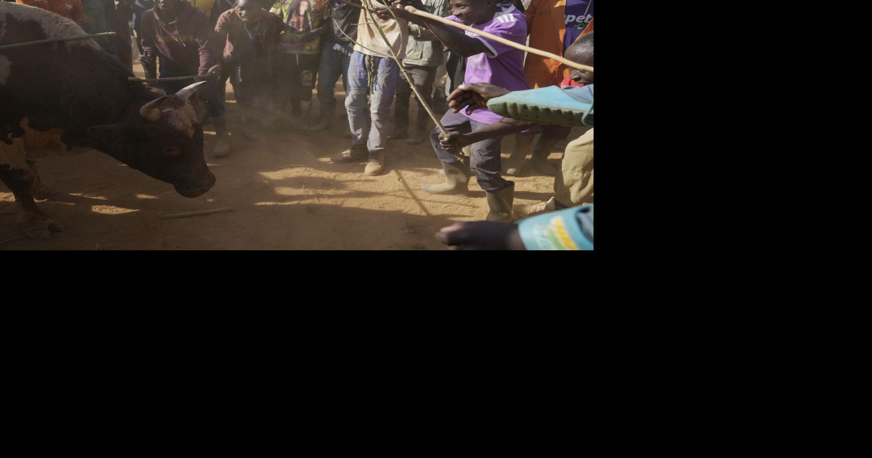 Kenyans unite around the country's growing bullfighting tradition