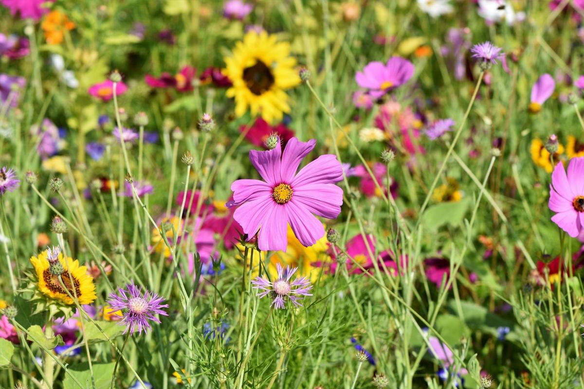 Dep Hosting Wildflower Photo Contest Arts Entertainment Register Herald Com free wv wildflower calendar 2021