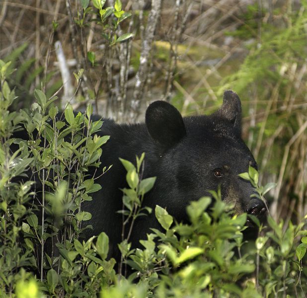 e-WV  Black Bear