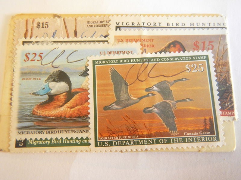 Buying a duck stamp is a great investment Sports Columns