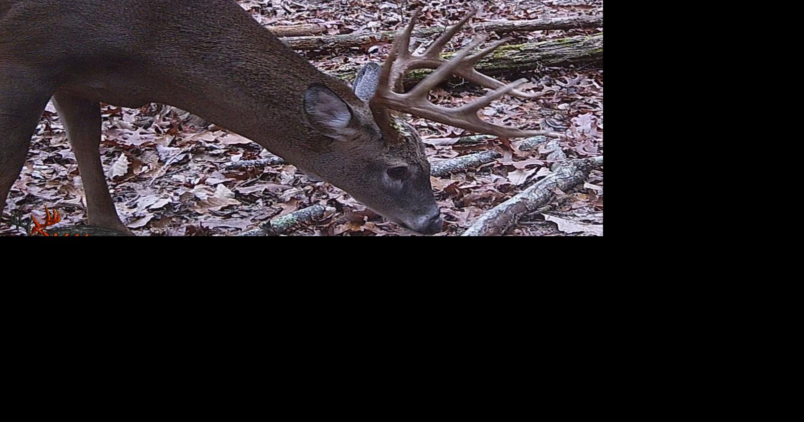 It wouldn’t be deer season without your annual rut report Sports